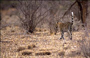 Leopard cub Samburu Kenya
